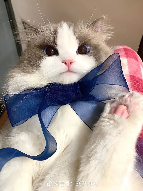 cutest cats (@cutestscats) on Twitter photo 