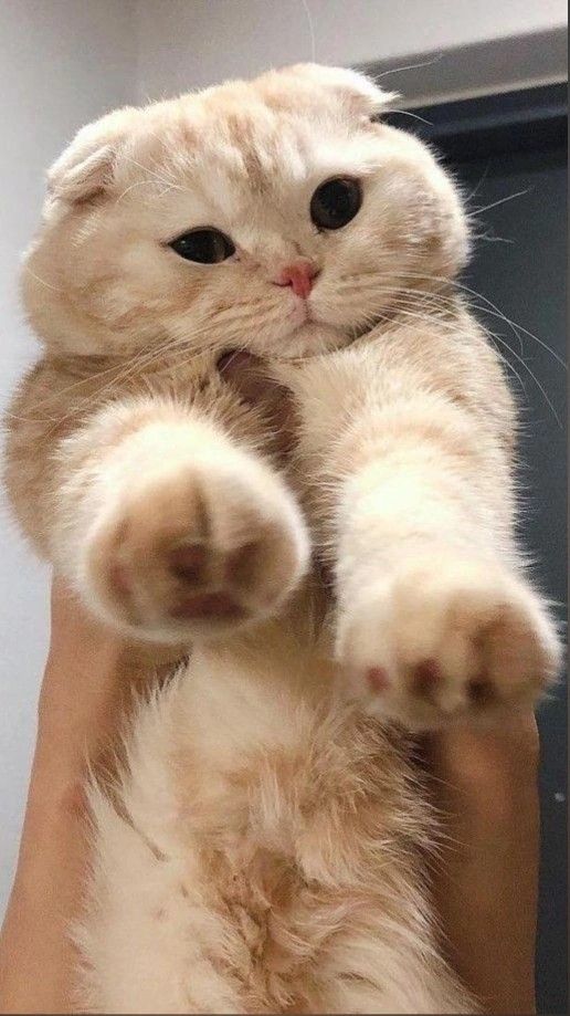 cutestscats tweet picture