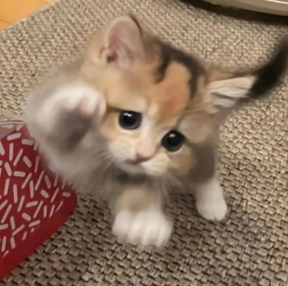 cutest cats tweet media