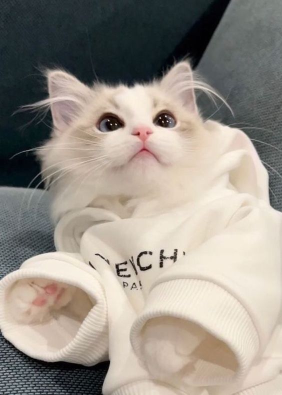 cutest cats (@cutestscats) on Twitter photo 