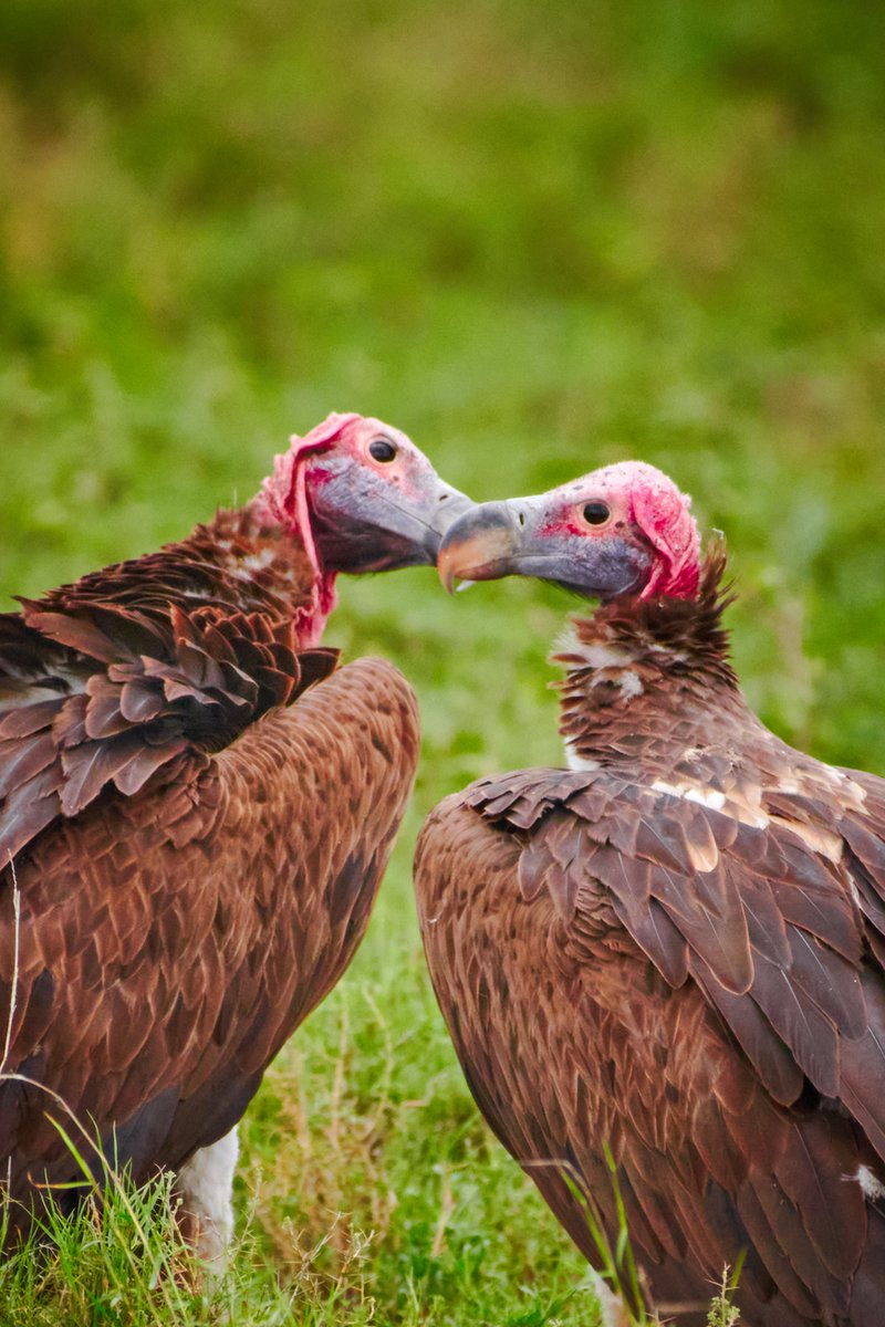 bownaankamal's tweet photo. Caring in the wild – Hooded Vulture | Serengeti | Tanzania
#hoodedvulture #aves #discovertheworld #vultures #africanecosystem #serengeti #bbcwildlife #birdsofprey #exploreafrica #birdpic #bownaankamal #discoverafricawildlife #forestofficial #serengetinationalpark #birdphoto https://t.co/sBadKHxmCj