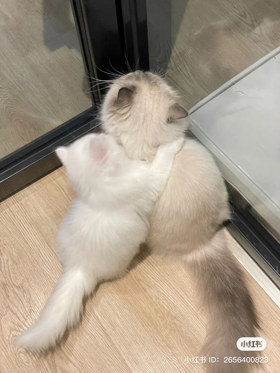 cutest cats (@cutestscats) on Twitter photo 