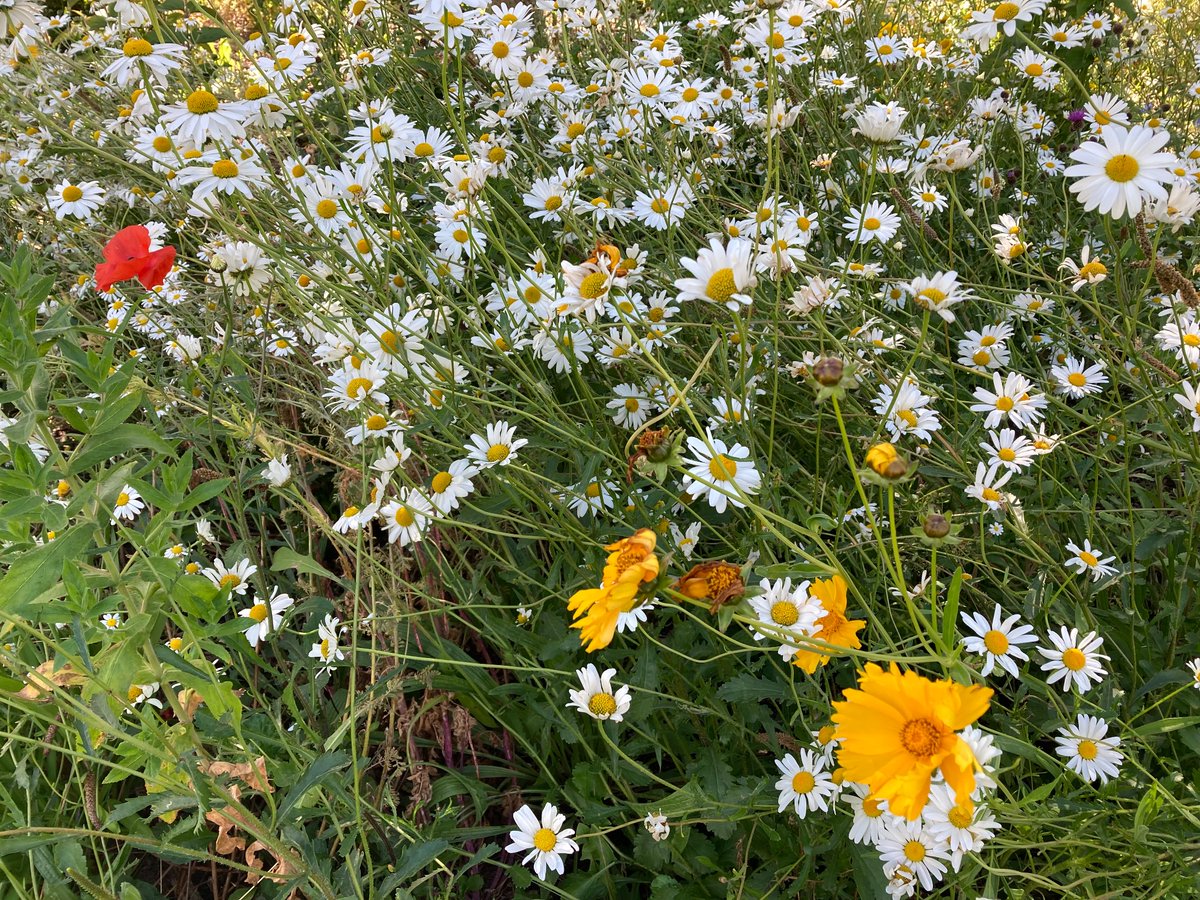 Another great flowering display from WF1 flowering Meadow mix <a href="/GerminalAmenity/">Germinal Amenity</a> <a href="/GlenGorseGolf/">Glen Gorse Golf Club</a> It is good to see more golf clubs sowing wildflowers on golf courses to improve Biodiversity and habitats