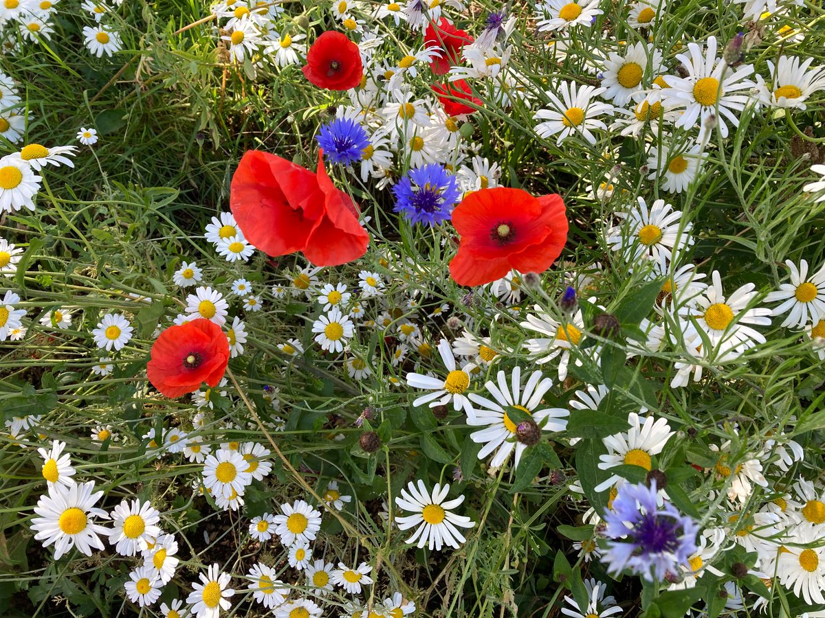 Alex Beesley tweet media