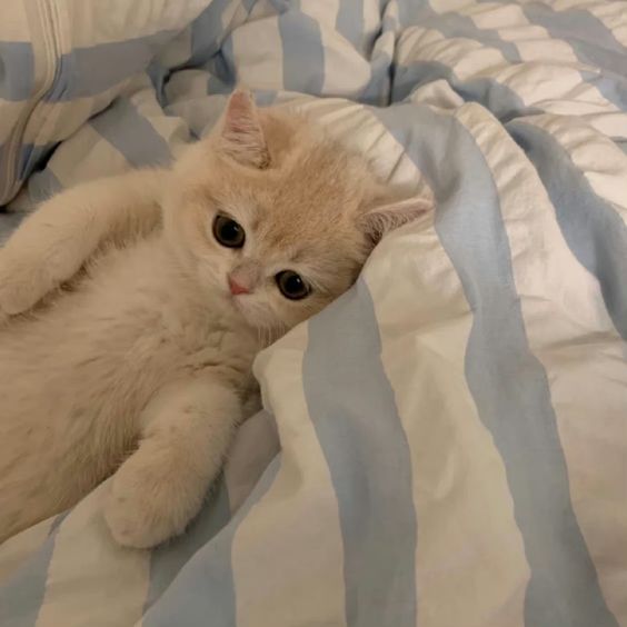 cutestscats's tweet photo. https://t.co/4v4IzF0Rk3