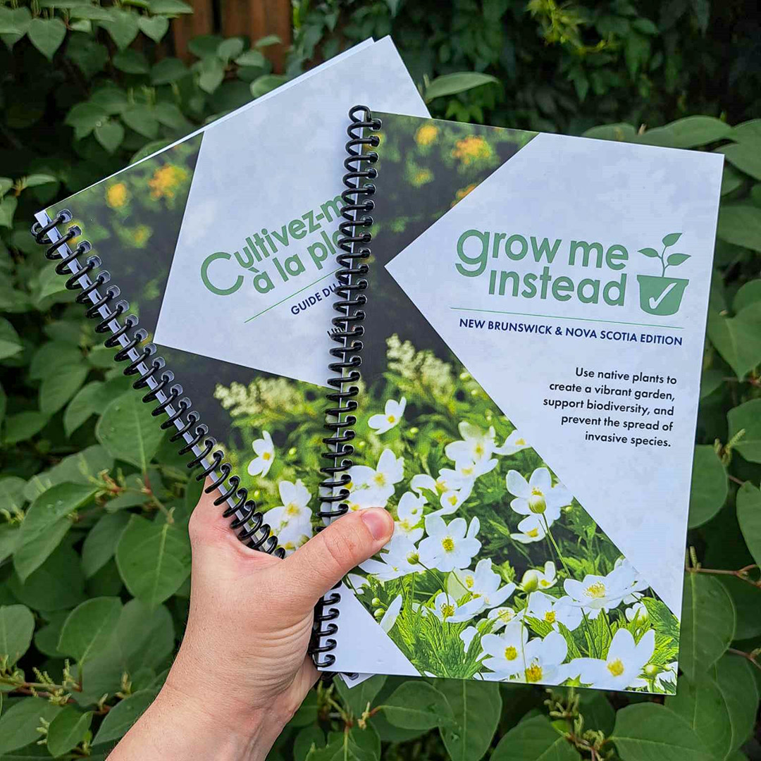 NBM-MNB (@nbmmnb) on Twitter photo Le Conseil des espèces envahissantes du Nouveau-Brunswick vient de réapprovisionner ses guides « Cultivez-moi à la place ». 📖🪴 Visitez especesenvahissantesnb.ca/jardinez-intel… pour commander votre copie papier. <a href="/nbinvasives/">NBISC | CEENB</a> Le Conseil des espèces envahissantes du Nouveau-Brunswick vient de réapprovisionner ses guides « Cultivez-moi à la place ». 📖🪴 Visitez especesenvahissantesnb.ca/jardinez-intel… pour commander votre copie papier. <a href="/nbinvasives/">NBISC | CEENB</a>
