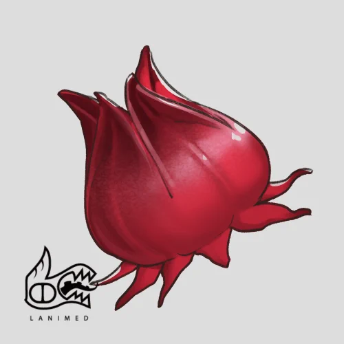 0712-洛神果 #素材 #米得每日素材