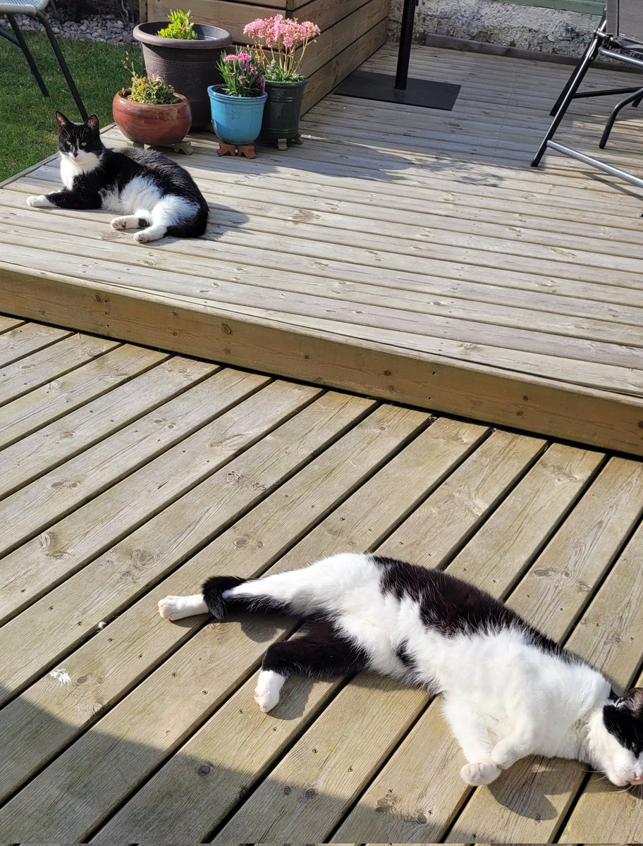 We have two cats.....one of these is our cat......the other is not......neither are related.....both are costing me money.....because my wife &amp; daughters are soft  ........      🤨 🙄 #CatsofTwittter