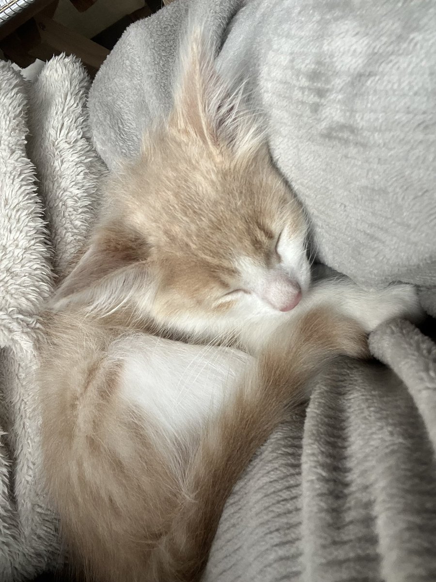 fm4leal's tweet photo. Me despierta, me muerde, me araña, es un mugriento, pero miren lo que es…
Yo? Enamorada https://t.co/su18PYJyGa