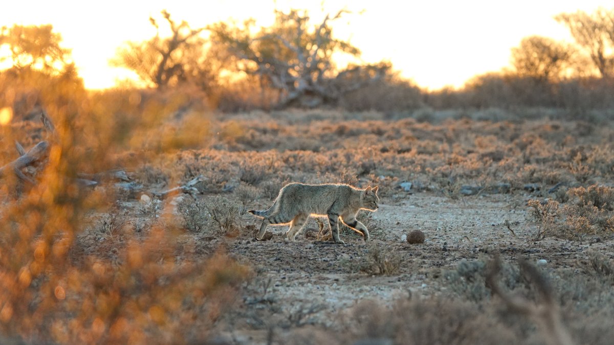 Tswalu's tweet photo. As the golden afternoon light fades away, Tswalu Kalahari Reserve becomes one of the best places in Africa to see typically elusive, nocturnal species, such as the African wild cat. #Tswalu #PrivatelyGuided #PrivateSafari #AfricanWildCat #WildlifeSightings #NaturePhotography https://t.co/FMxauIhpLY