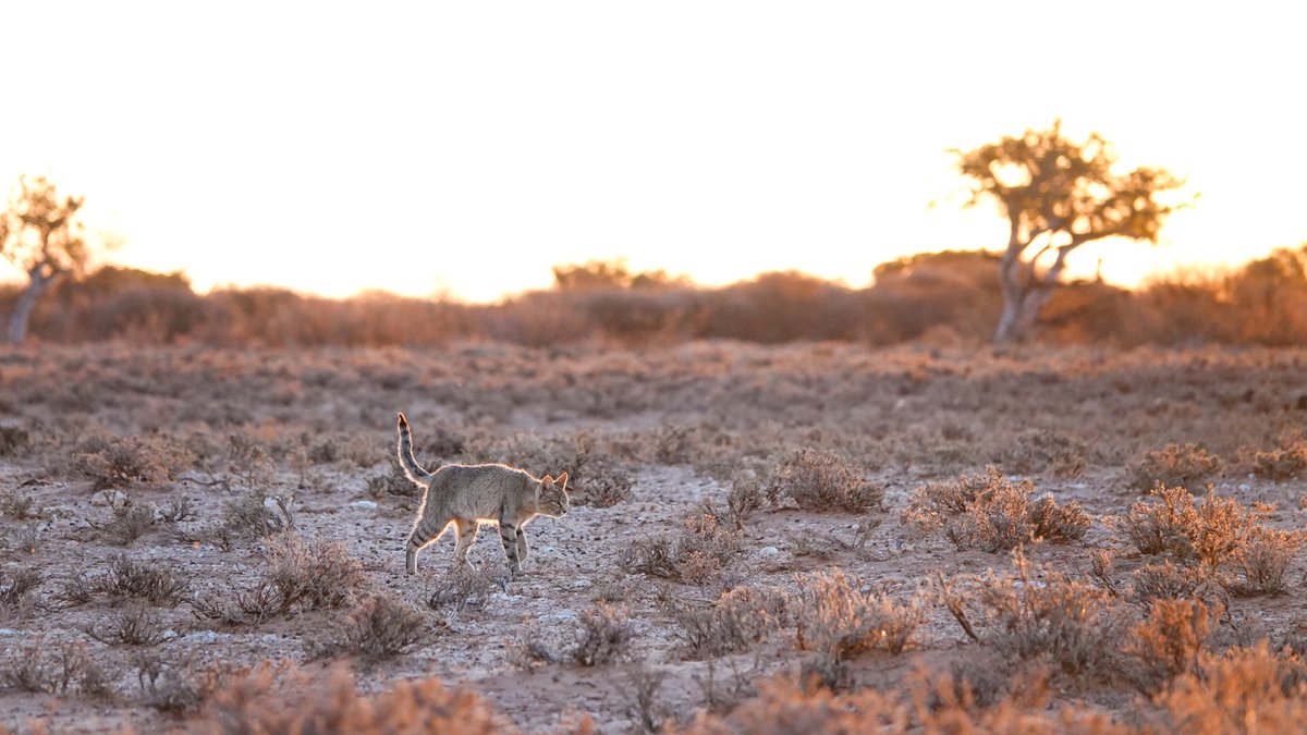 Tswalu's tweet photo. As the golden afternoon light fades away, Tswalu Kalahari Reserve becomes one of the best places in Africa to see typically elusive, nocturnal species, such as the African wild cat. #Tswalu #PrivatelyGuided #PrivateSafari #AfricanWildCat #WildlifeSightings #NaturePhotography https://t.co/FMxauIhpLY