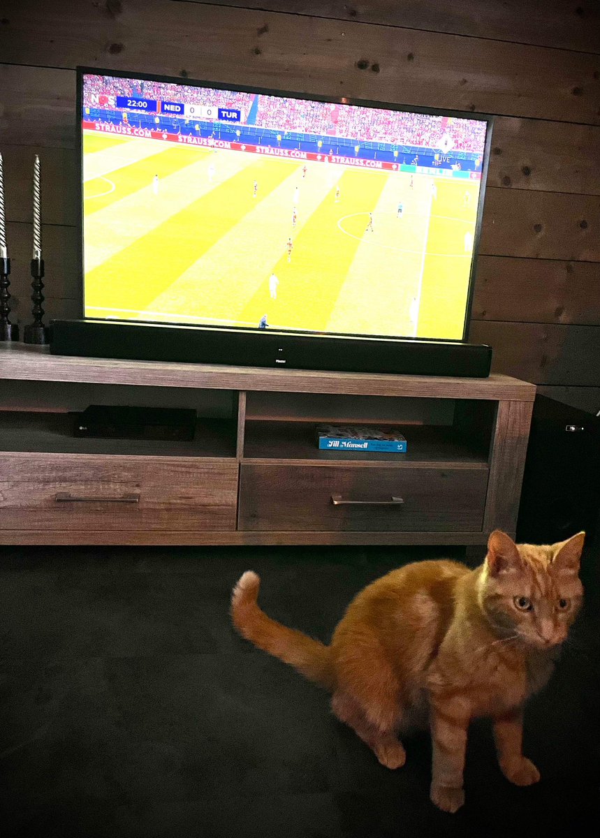 Deze oranje leeuwin durft niet meer te kijken