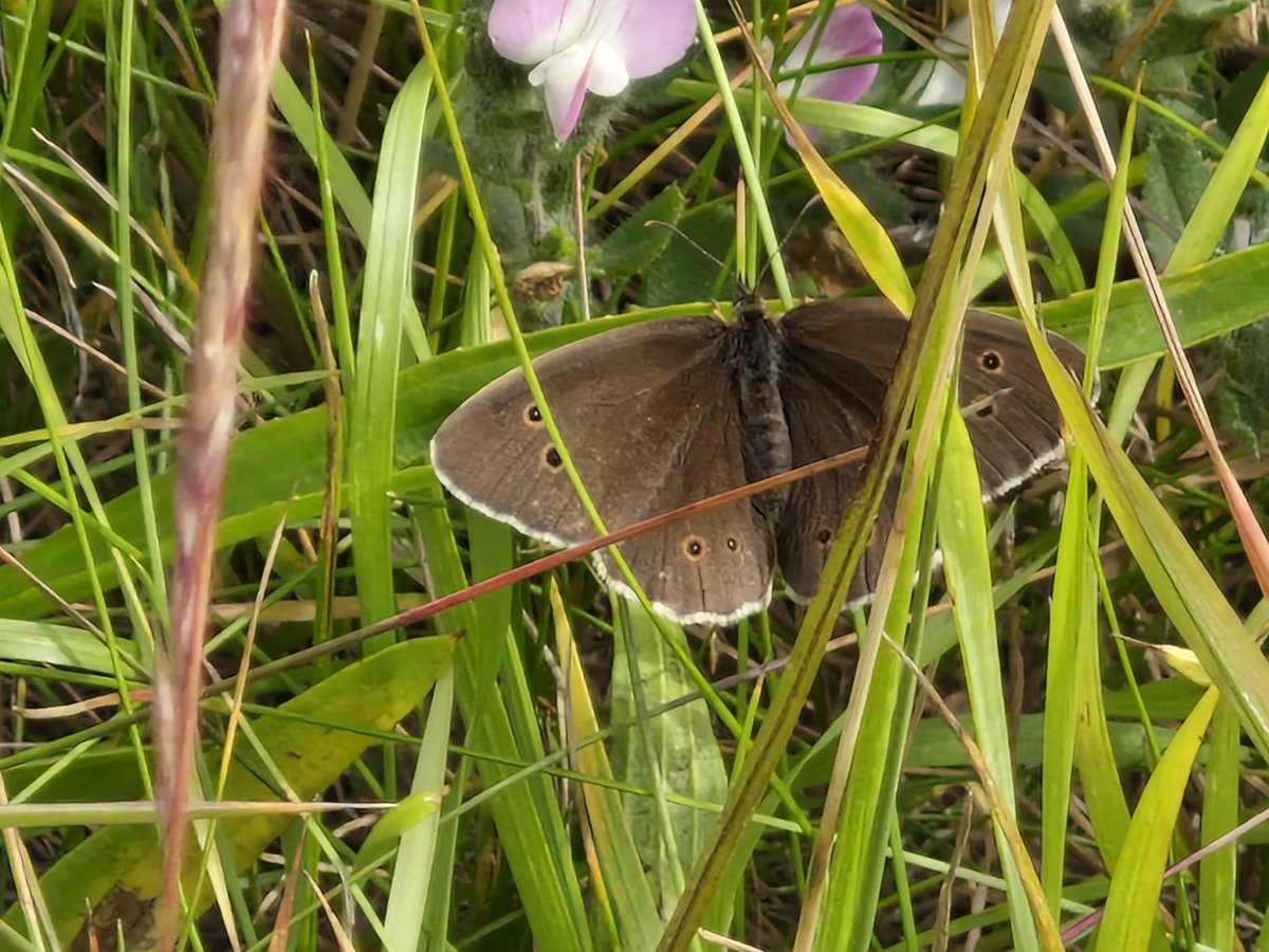 bobhogrunner's tweet photo. @teesbirds1 @teeswildlife @nybirdnews @Natures_Voice Stills from S Gare today #Ringlet, #WildCarrot,#Thymuszigius? and #Stylidium? https://t.co/2YOrU3rNSk