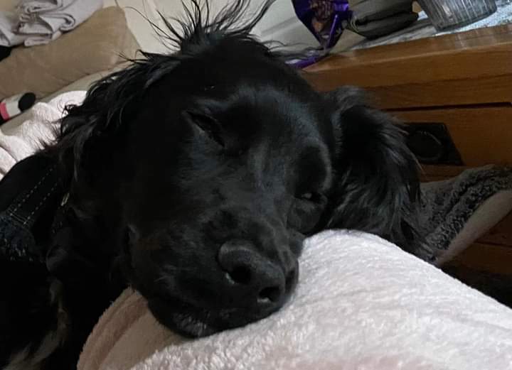 Rt-PLS CAN THE 2 MALES  GET IN TOUCH AND RETURN JAKE pls help this poor family find their dog after Mother in law who suffers Dementia gave it away to 2 men who were cleaning the gutters
caught on CCTV
Cocker Spaniel 7 months old recently groomed
3/7 allerton Bywater Leeds WF10