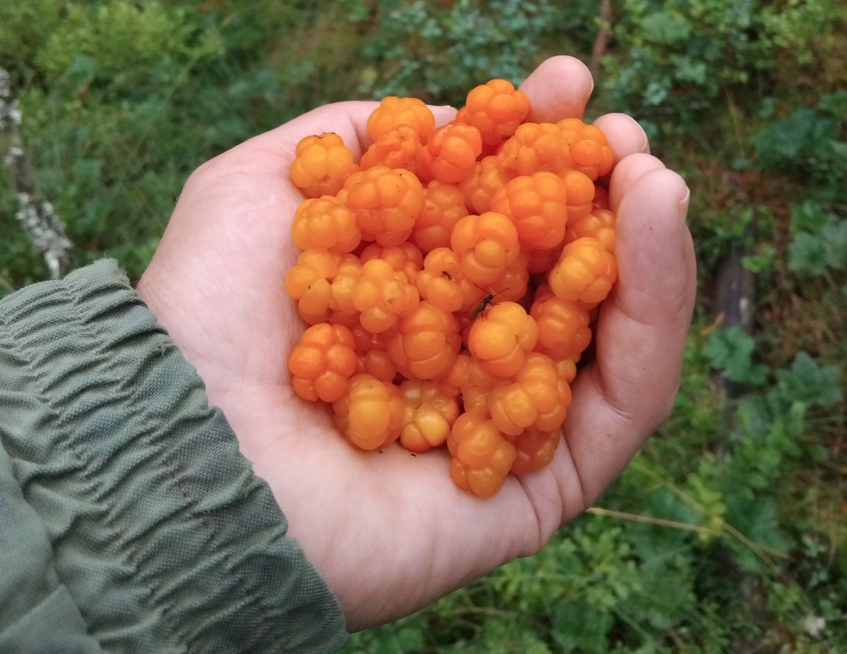 bevakarn's tweet image. Då var tiden kommen i Västergötland.