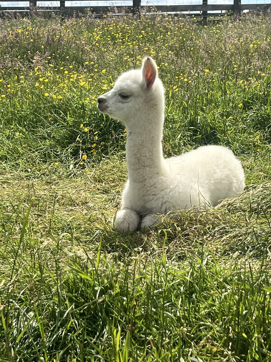 Our new baby alpaca,  Buttercup.