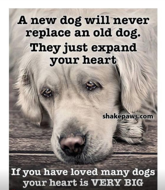 Dog Lovers (@doglovers03) on Twitter photo 