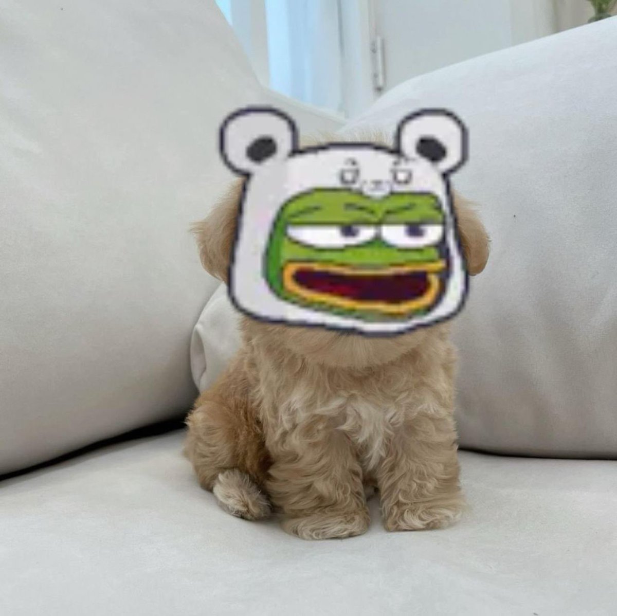 MollyCTOSol's tweet photo. Pepe $Molly to the moon! Molly is Pepe and Pepe is Molly. https://t.co/w3EMpxcEUI