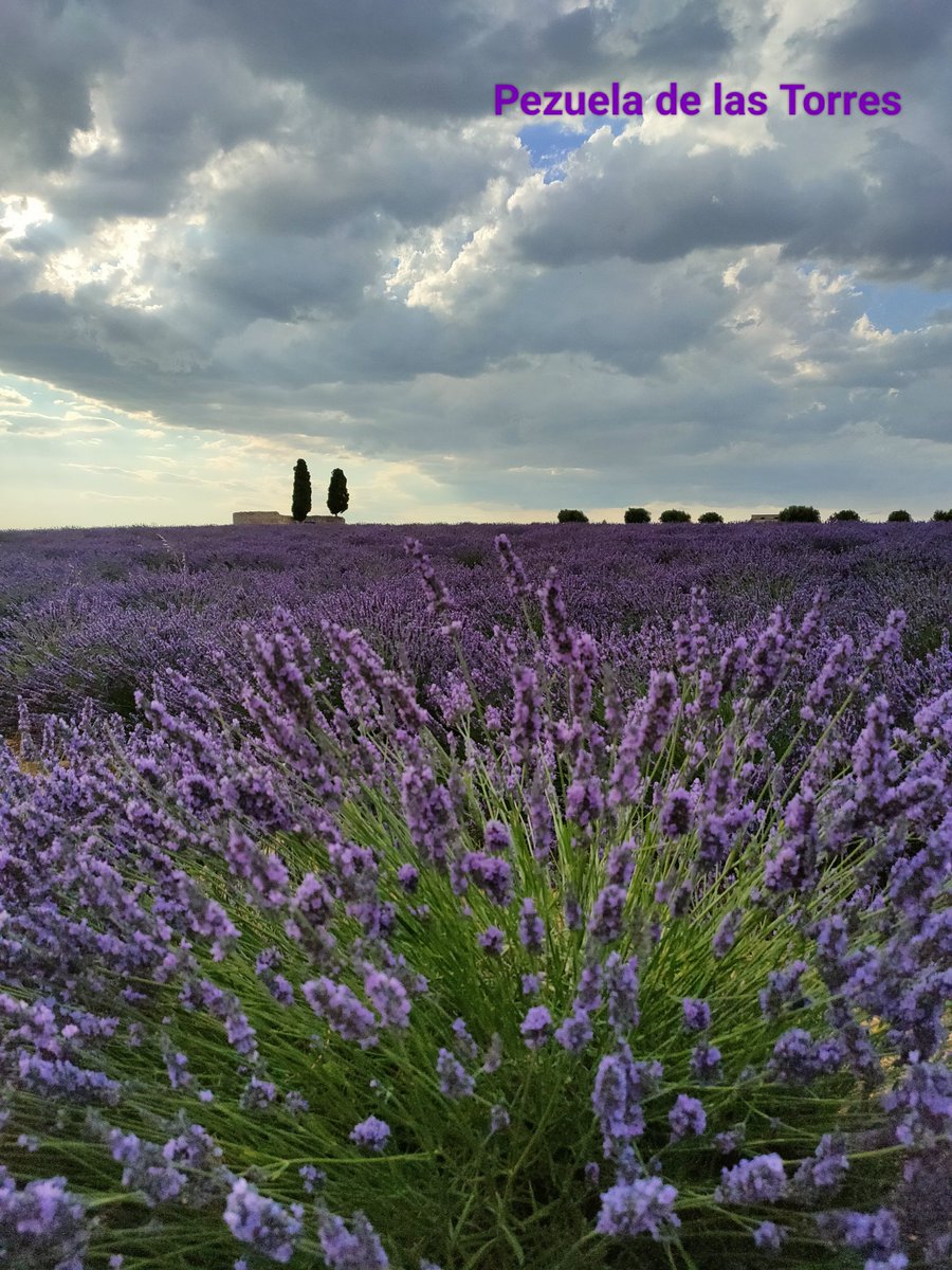OscarAscensor's tweet photo. #pezueladelastorres 
Campos de Lavanda 🪻 en la Comunidad de Madrid https://t.co/WImOJezxny