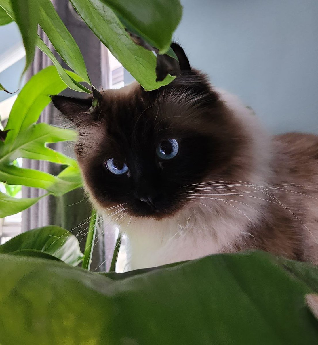 MooseOnBase's tweet photo. $MOOSE staring at all the apestore jeeters trying to stawp him from becoming the King of Apes. His owner promised him some wet cat food and to pay for the DEX Screener update when he becomes the king, $MOOSE is hungry
https://t.co/BroZY8jh4n https://t.co/u3GRUrH1Y0