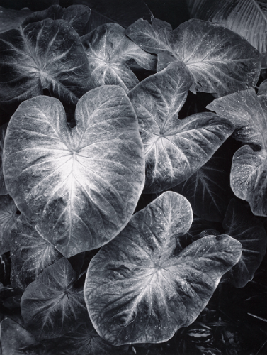 bandy1803's tweet photo. Foster Gardens in Honolulu, Ansel Adams, 1956 https://t.co/iX1tu0WmBr