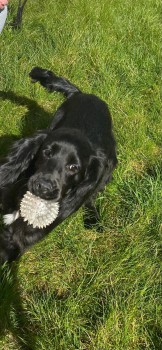 millypod1's tweet photo. 🆘3 JUL 2024. TAKEN BY GUTTER CLEANERS. 😢
#Lost JAKE #STOLEN?? #ScanMe
Black & White Cocker Spaniel Male
#AllertonBywater #Leeds West Yorkshire #WF10
https://t.co/cO5HCew9wi
https://t.co/9OQ6JGGurg https://t.co/eGONrkcP7M
