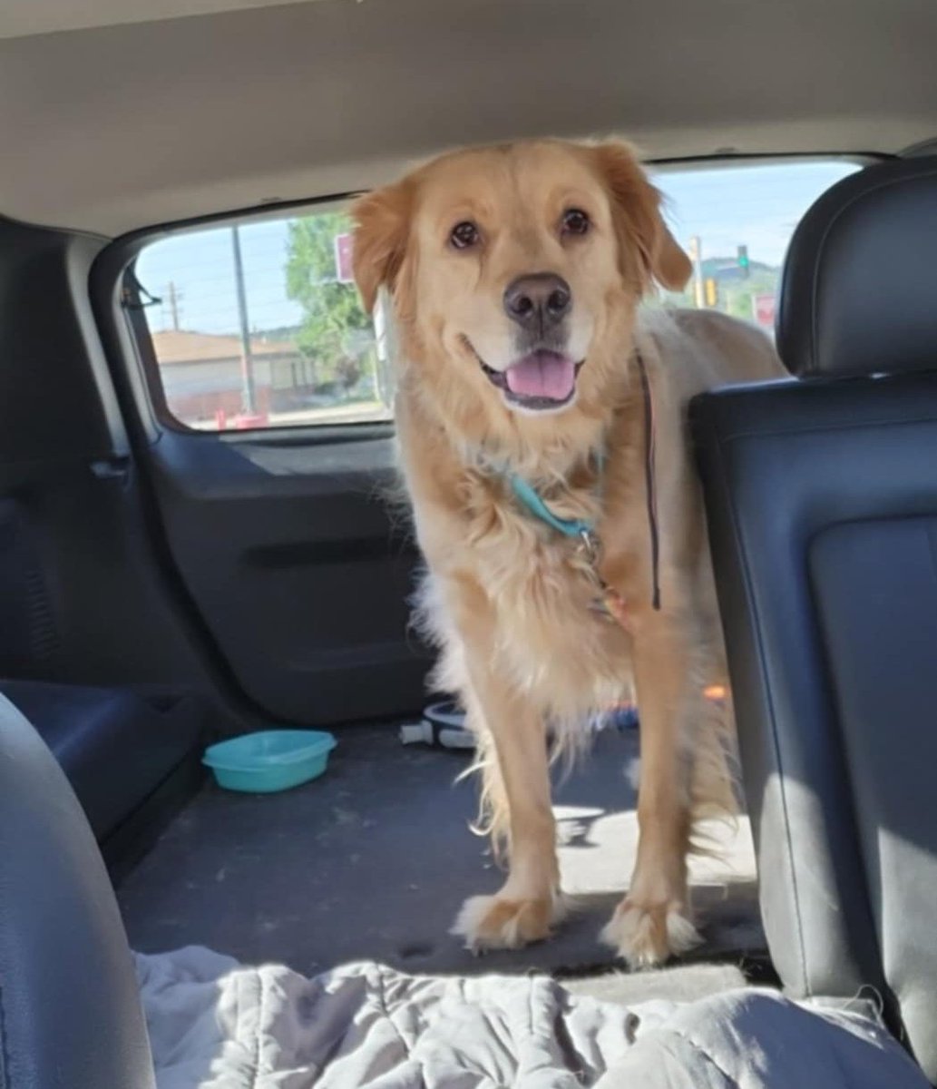 catcrazyknitter's tweet image. Taking derpy dog to the doggopark this morning at the cat&apos;s request lol. They&apos;re tired of her shit hahahaha

#Caturday #derpydog