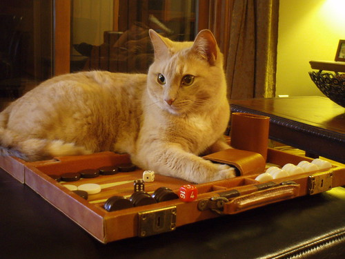backgammonbuddy's tweet image. Apparently Twitter/X is serving up a disturbing ad for the Backgammon "Lord of the Board" app.  Just thought I'd help folks out by providing a calming backgammon cat instead.