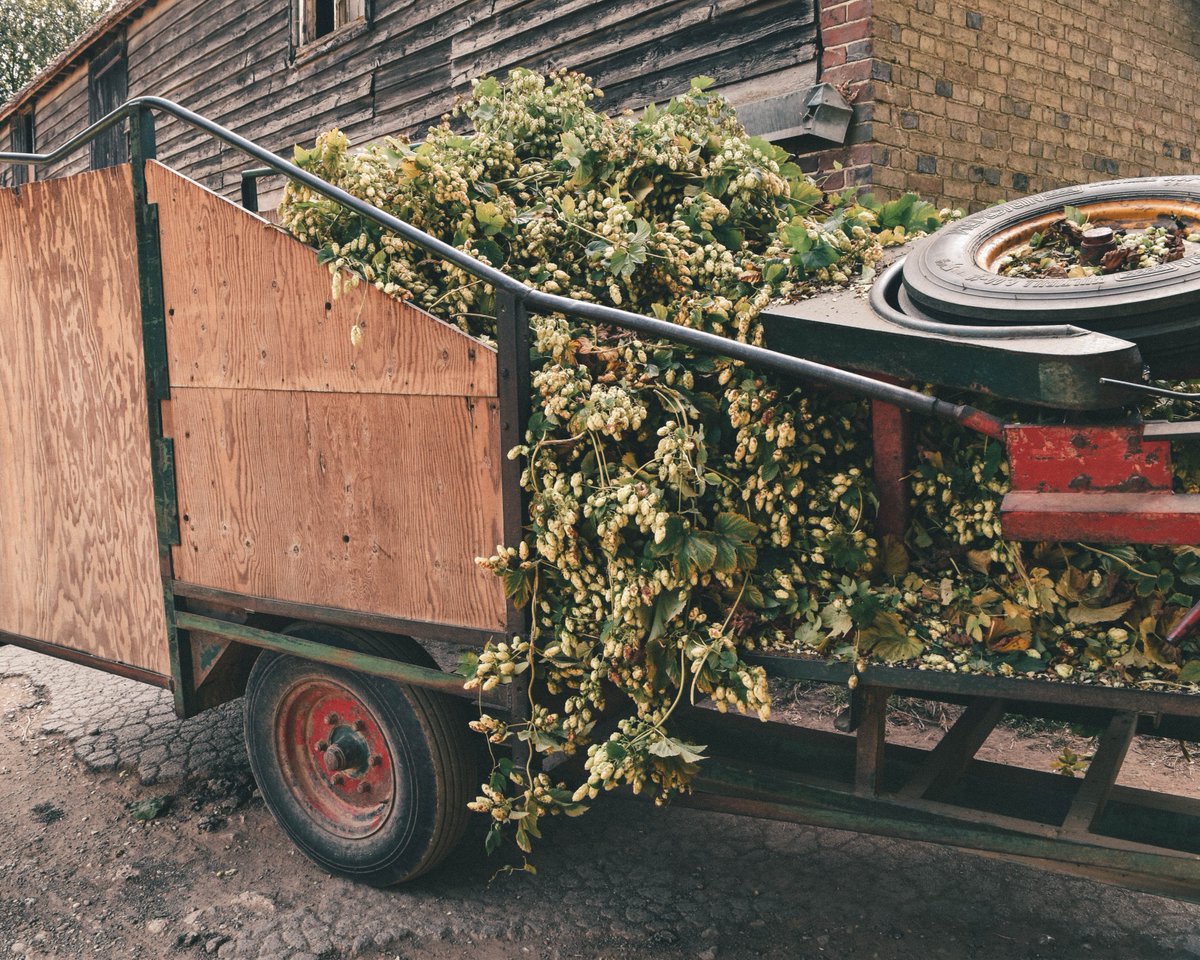 Mayfield_Gin tweet media