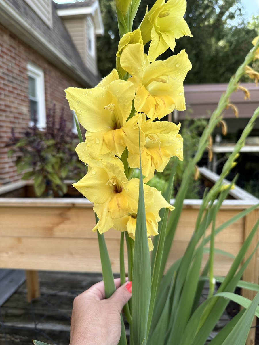 elisa_comer's tweet image. Finally learned how to not kill every flower I plant 🤪so Hubs made me this awesome garden table

Thanks, Baby! 

#beginnergardener 
#newbieflowers
#imlearning
#Sjogrens
#RheumatoidArthritis 
#dysautonomia 
#icevestforthewin