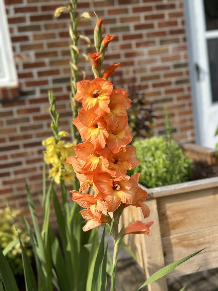 elisa_comer's tweet image. Finally learned how to not kill every flower I plant 🤪so Hubs made me this awesome garden table

Thanks, Baby! 

#beginnergardener 
#newbieflowers
#imlearning
#Sjogrens
#RheumatoidArthritis 
#dysautonomia 
#icevestforthewin