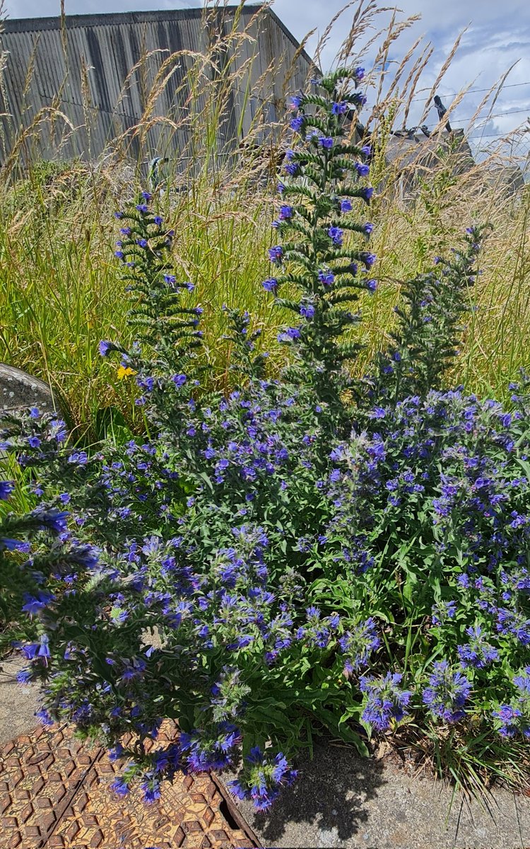 NativeWoodTrust's tweet photo. The stunning native wildflower, Vipers-bugloss, rapidly colonising an abandoned industrial zone.
Nature often doesn't need our help, it just needs us to stop actively destroying it. https://t.co/LWqF2eZz0R