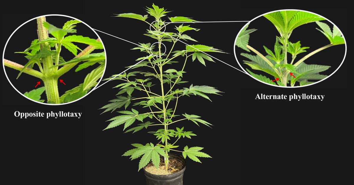 #Cannabis #leaf arrangement: Transcriptome insights into Cannabis sativa phyllotactic regulation

🔗 Link: link.springer.com/article/10.100…

#CannabisCommunity #cannabisculture #cannabisgrower #cannabisindustry #hemp #Biology