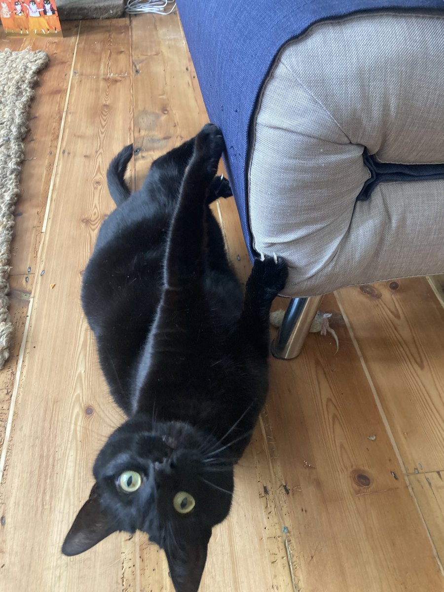 Election is over so back to cat pics.