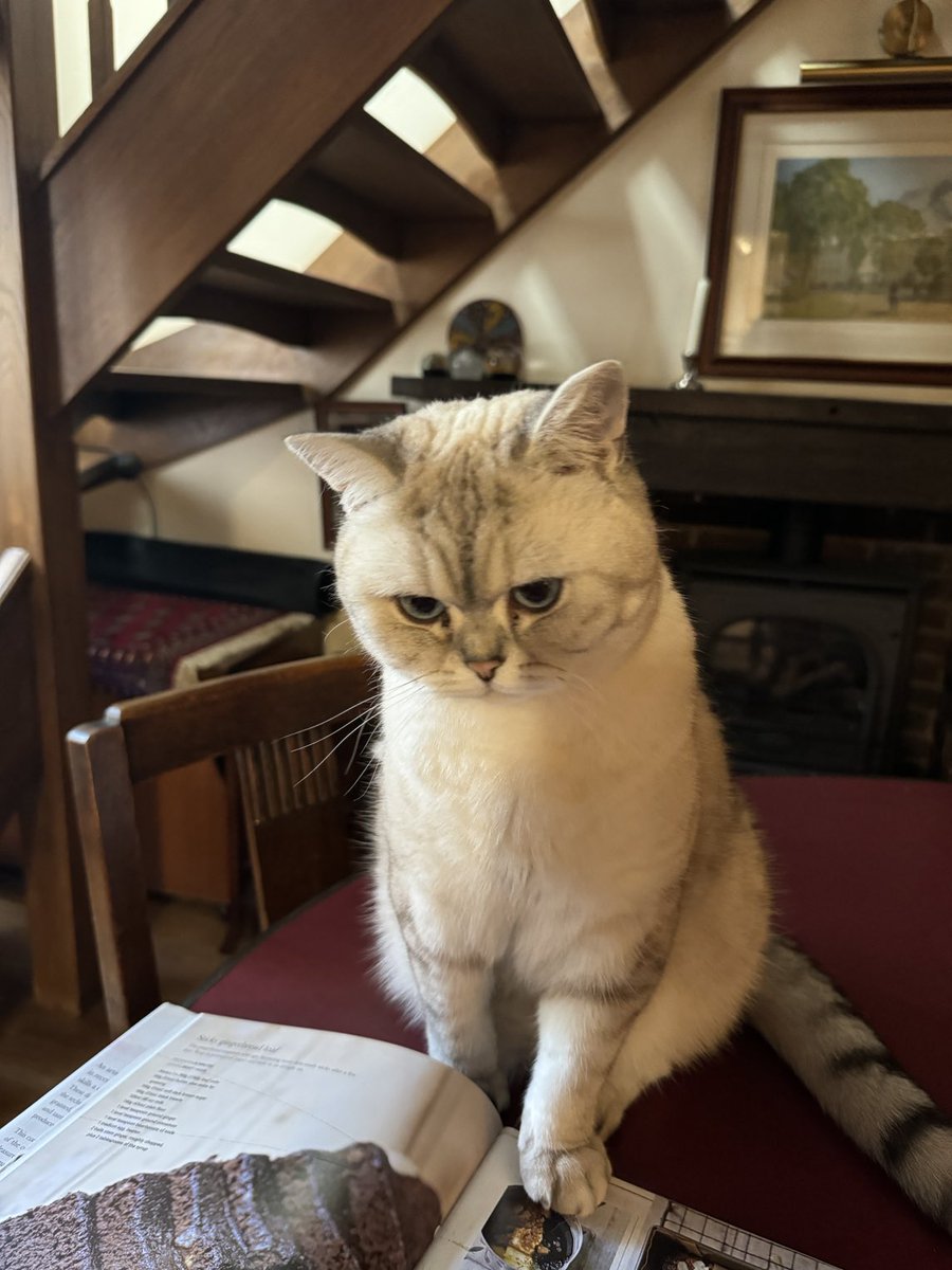 ThewlisGraham's tweet photo. #saturdaycooking #catsoftwitter her choice? https://t.co/a7XT8CTGXq