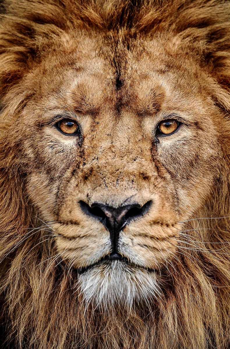 Chester Zoo tweet media
