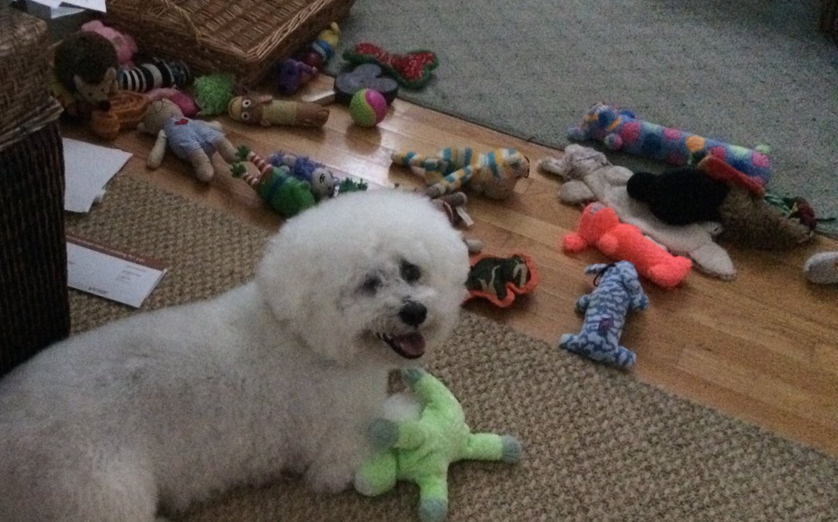 ghostonthstereo's tweet image. Here’s some photos of my first dog, Taz! He lost an eye too, and I hope puppy photos put a smile on your face 🥰