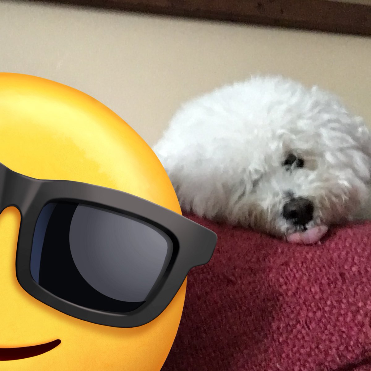 ghostonthstereo's tweet image. Here’s some photos of my first dog, Taz! He lost an eye too, and I hope puppy photos put a smile on your face 🥰