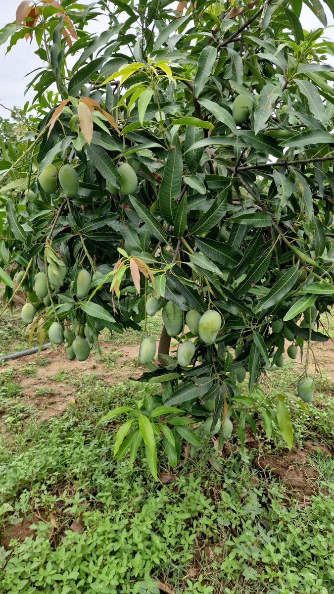 Comm_VBGRAMG_JH's tweet photo. @JharkhandCMO @prdjharkhand @MoRD_GoI @MgnregaJ लोगों ने मेले में आम से संबधित उत्पादों की जमकर खरीददारी की। इन जिलों के अलावे मेला सिमडेगा, चतरा एवं पाकुड़  में भी मेला लगाया गया।3/3 https://t.co/KHTE7Gk1ig