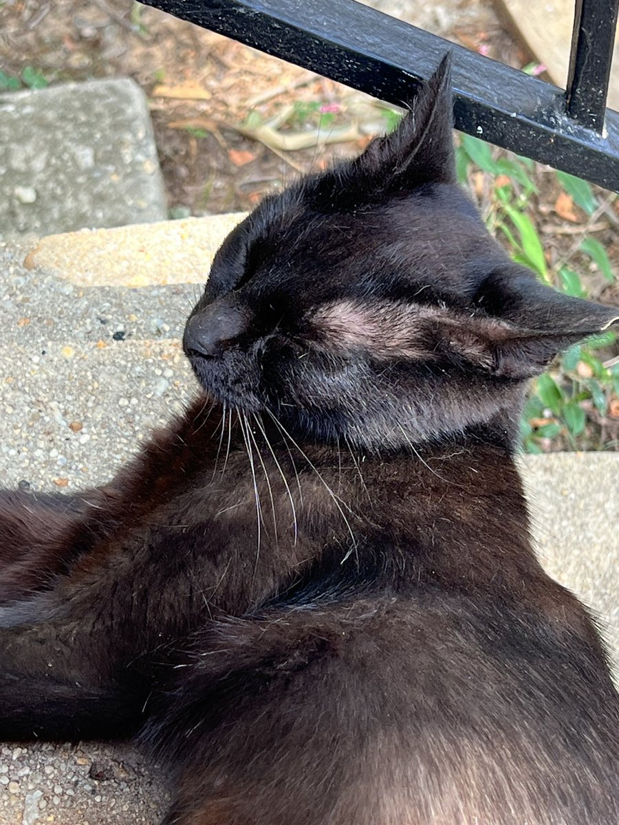 kaiboi25's tweet photo. Happy #Caterday Here’s some shots of our #TNR success story. No food on Caterday, as tomorrow is Trap Day! Gotta stay hydrated though https://t.co/aBia6EpjnH