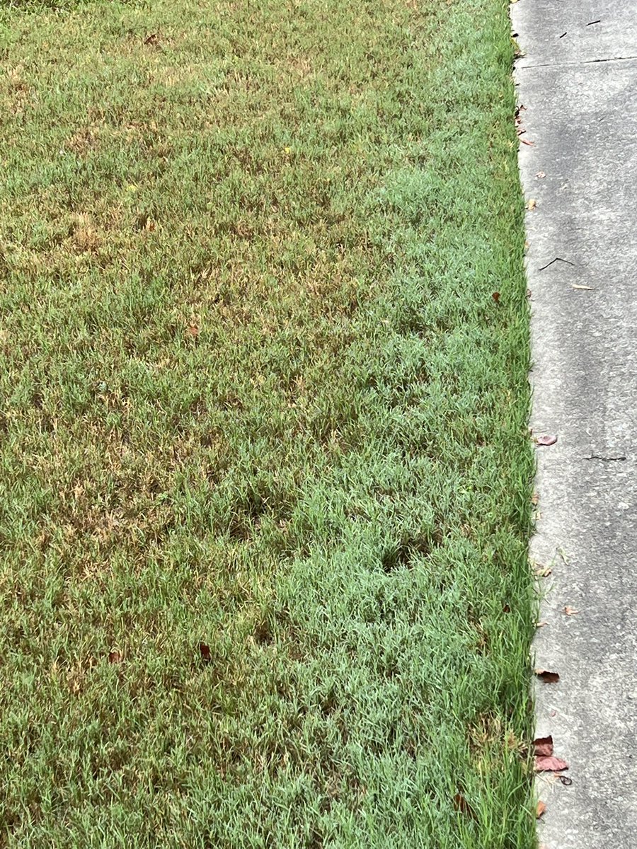 2 rain events in past 10 wks in Atlanta, 0.4” and 0.3” yesterday.  No irrigation, no fertilizer apps.  3 mowings last 10 weeks, last one was 10 days ago.  Two spot sprays of growth regulators, first was trinexapac-ethyl followed by prohexadione calcium to reducing edging, my yard