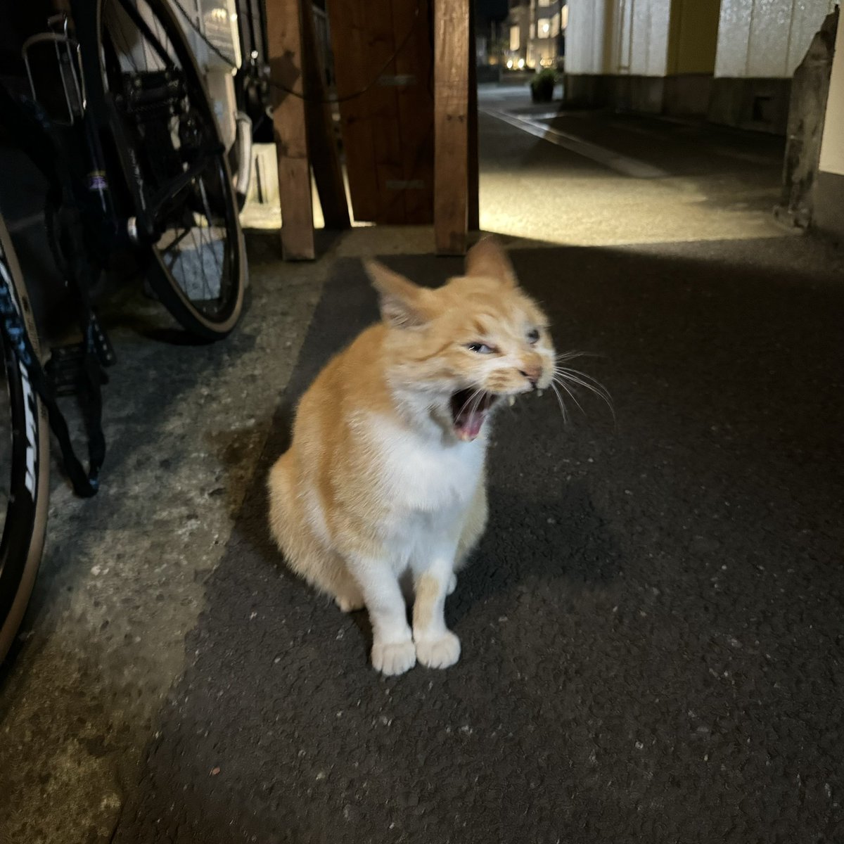 aobashino's tweet photo. 先ほどビールをいただいたところ、
ゴロ吉様のアクビもいただきました
#threepints
 #aobashi https://t.co/Z57I8gSk6W