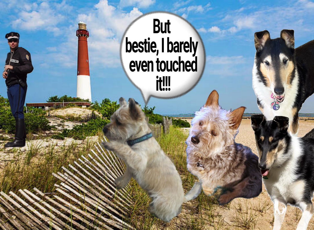 Norman_Dillon1's tweet photo. I don't know why that beach policeman is looking at bestie, I barely touched it, it wasn't my fault!! 
#zzst #beach #BovverBoys @jennystape @CollieTwiggy #InTroubleAgain #NotOurFault https://t.co/AfjUlA4mof