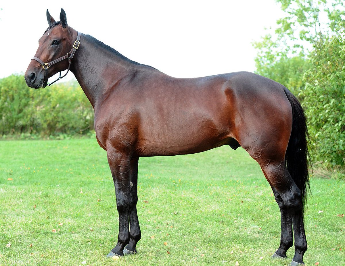 Låmnar väldigt bra hästar..