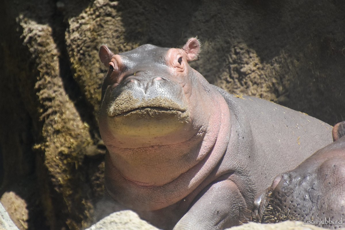 Fritz the baby hippo turns 2 on August 3!