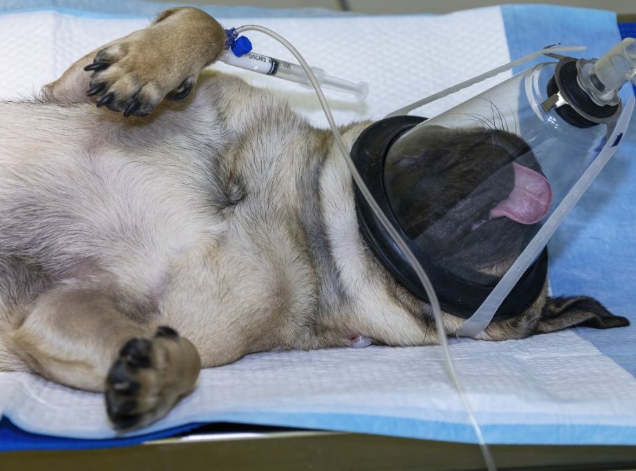 PlataformaALTO's tweet image. 🚨Juez en Bogotá falló en contra de clínica veterinaria por la muerte de un perrito, por no haber tomado las medidas adecuadas durante una cirugía. Para el Juez, el perrito no era simplemente una mascota, sino un “ser querido, parte integral de la familia” 👏👏

Blue, un perro de…