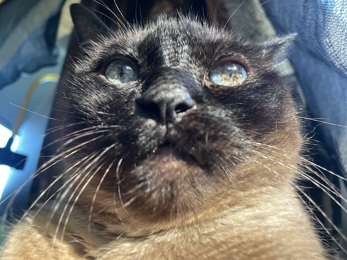 BruceLeroyCat's tweet photo. My buddy has been in the hospital for the past two weeks. I really miss him. ๐ฟ
#CatLife #VanLife #WaitingForMyFriend https://t.co/ItNWQaAHtA