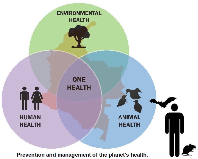 Hoy es #DiaMundialDeLasZoonosis, enfermedades transmitidas de animales a humanos.

60% de enfermedades humanas son Zoonosis, 75% de ellas de fauna silvestre. La salud de ecosistemas, animales y humanos es #UnaSolaSalud, enfoque necesario para mantener el equilibrio del 🌎