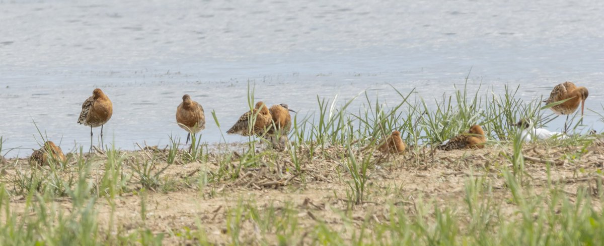 Spolvilla's tweet photo. First visit to @RSPBFrampton...what a fantastic place! Highlights Ruff, Blackwit, Avocets, Common Tern, Skylark, LRP and a family of Sedge Warblers. Sadly missed the Lesser Yellow-legs. Will definitely be back! With @OriginalQwerty. https://t.co/WA6VuECZDZ