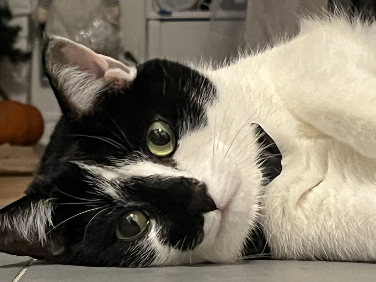 Happy #Caturday 

#saturday